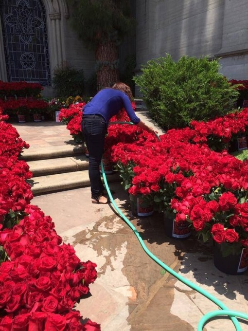 Homenagem para Michael Jackson: 15,627 rosas decoram o Cemitério Mj-forest-25-06-14-8